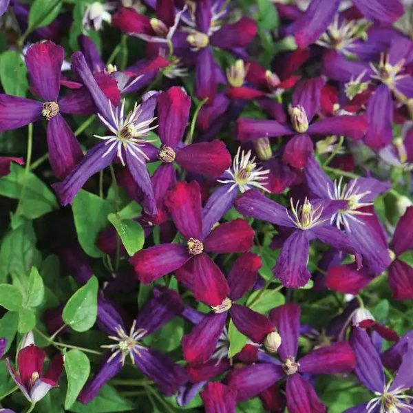 4.5 in. Qt. Sweet Summer Love (Clematis) Live Shrub, Red-Purple Flowers