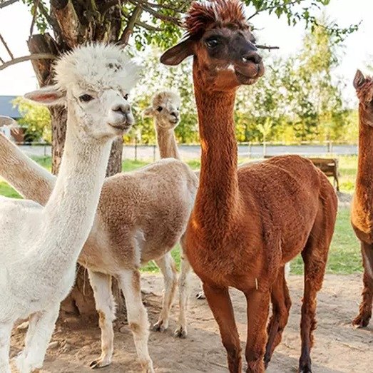 Admission to Friendly Farm Animals for 1, 2, or 4 from Green Meadows Farm, Through September 6 (Up to 29% Off)