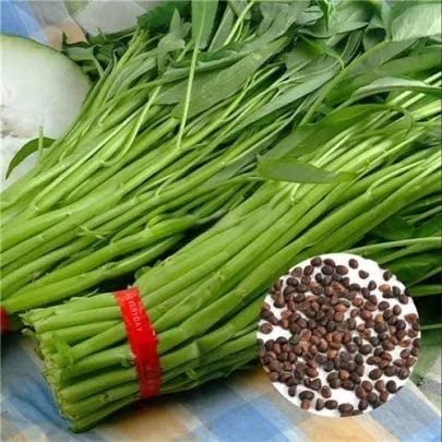 400pcs Vegetable Seeds Water Kang Plant Leaf Green Spinach Seeds