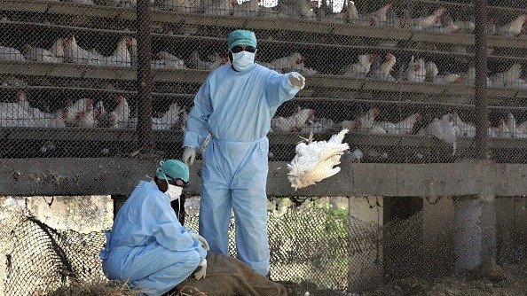 美国印第安纳州一火鸡农场发生高致病性禽流感