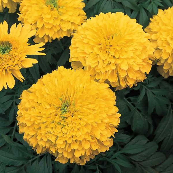 1-Pint Large African Yellow Marigold Plant