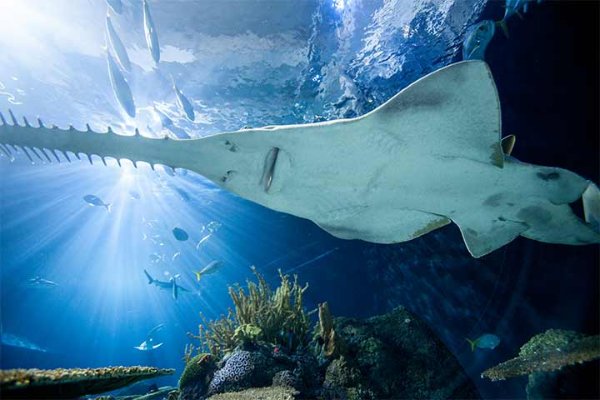 shedd-gallery-sawfish.jpg