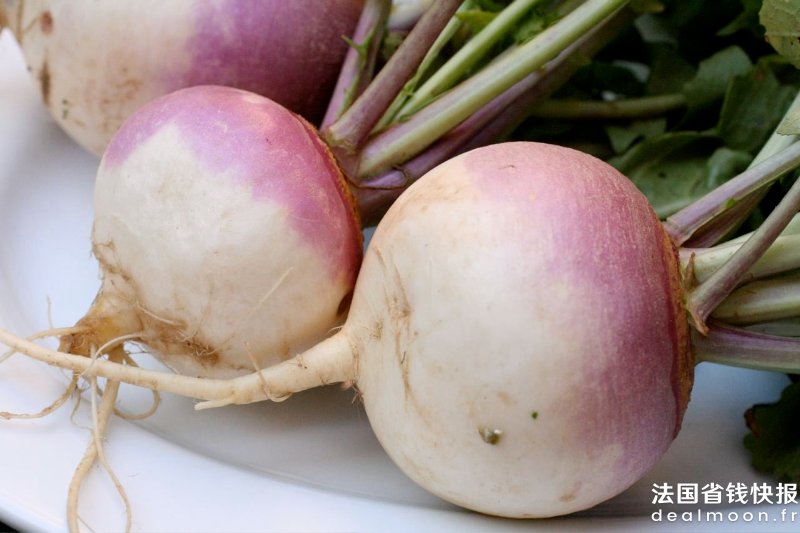 Turnip_2622027