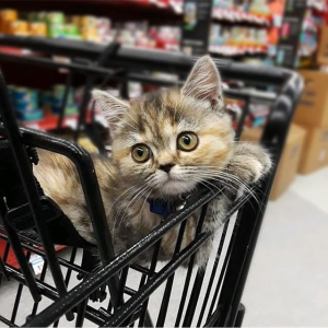 Petco Cat Litter on Sale via Buy Online & Pick up In-Store