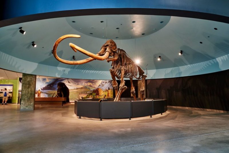 La-brea-tar-pits-mammoth-web-824x549