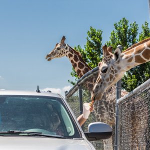 Six FlagsWild Safari Drive-Thru Adventure