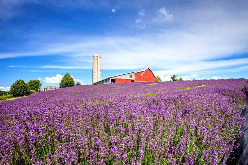 Lavender Hill Farm