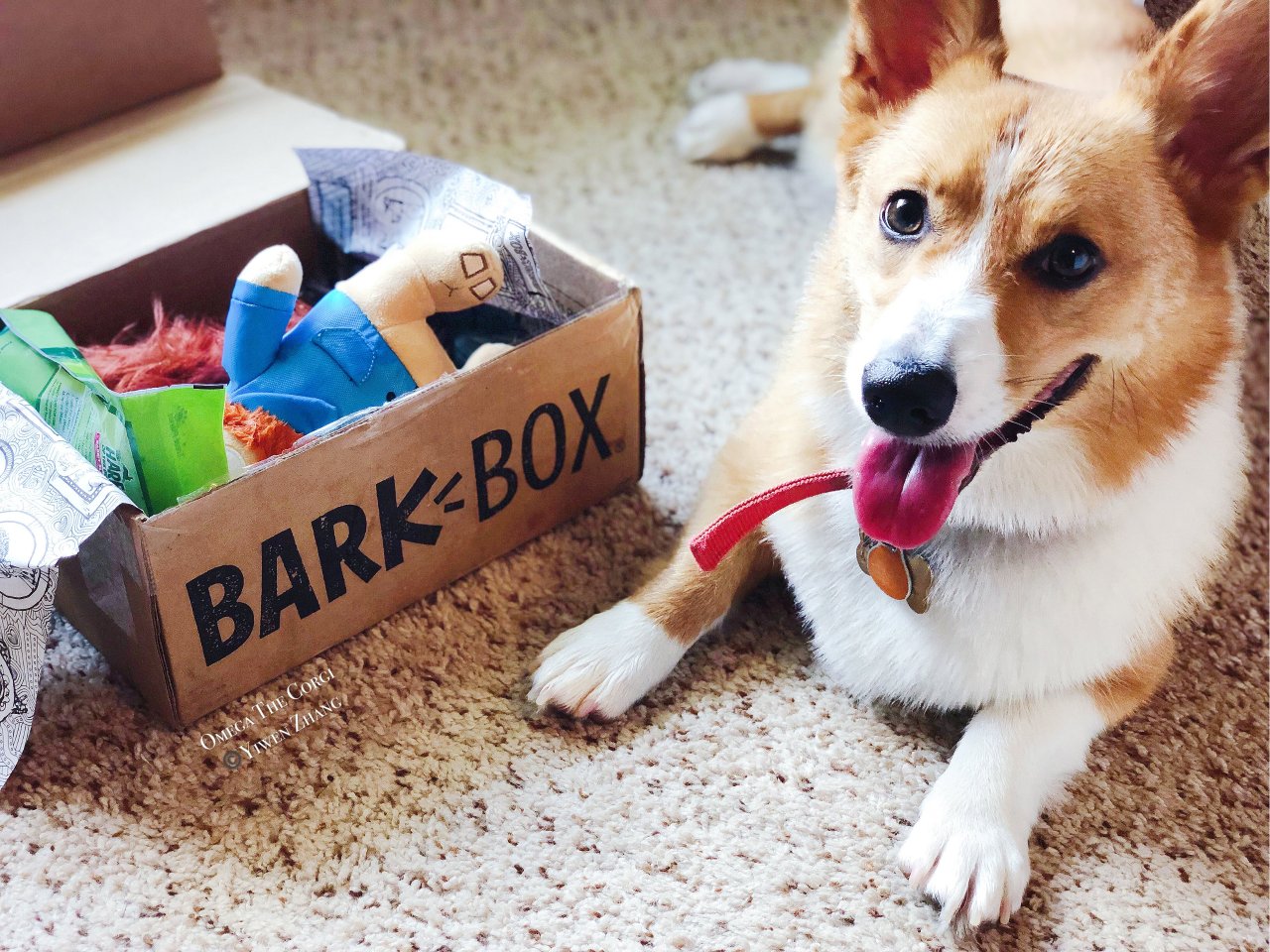 BarkBox订阅盒测评 | 🐶：每个月都有惊喜，棒棒哒