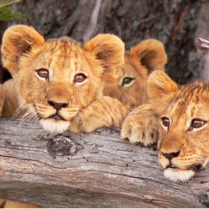 South Africa 5-star safari for 2 w/meals, $3700 off