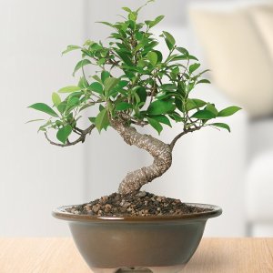 Today Only: Save Big on Indoor and Outdoor Live Bonsai Plants