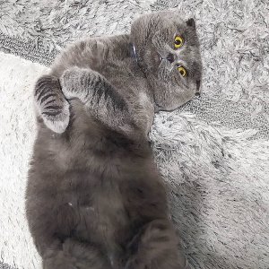 Petco Cat Litter on Sale