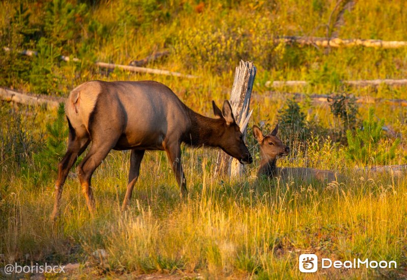 moose_1.jpg