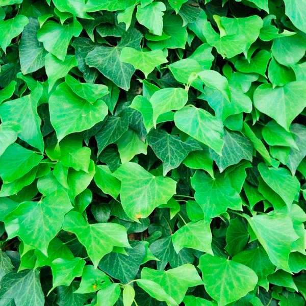 ivy