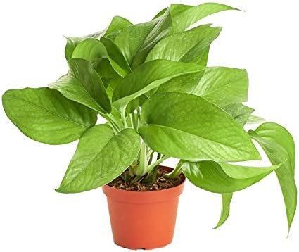 Succulents | Vining Collection | Hand Selected, Air Purifying Easy Care Live Indoor/Outdoor Pothos Devil's Ivy House Plant in 4" Grow Pot, 4 INCH, 4-Inch