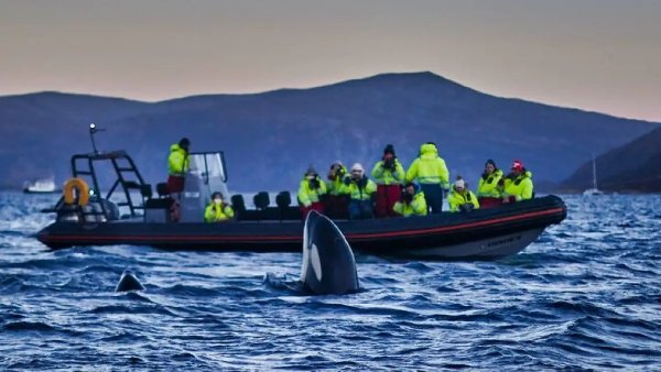 Trip.com 挪威Skjervoy海上观鲸£188.62 超值好货| 英国省钱快报