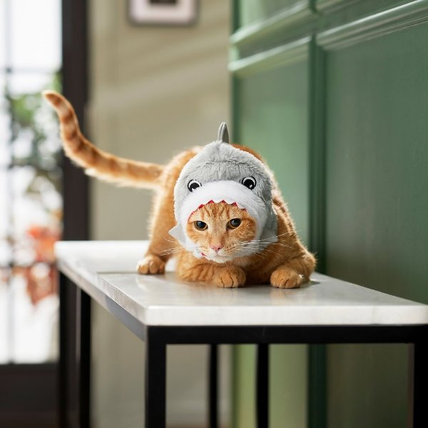 FRISCO Shark Cat Costume, One Size - Chewy.com