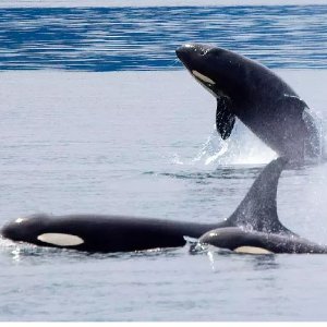 Monterey Bay Whale Watching Experience Good Price Promotion