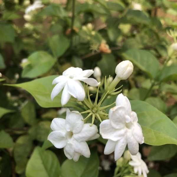 Ohio Grown Arabian Tea Jasmine Plant White Jasmine Arabian | Etsy