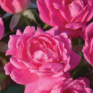 Pink Double Knock Out Rose Bush (1 Gallon) Flowering Semi-Evergreen Shrub with Bubble-Gum Pink Double-form Blooms - Full Sun Live Outdoor Plant