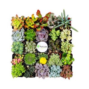 Set of 20 Succulents @ Zulily