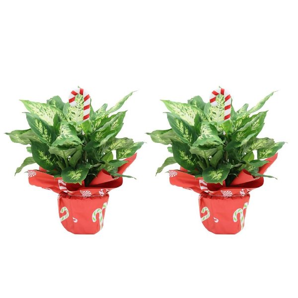 Holiday Dieffenbachia in 6 in. Grower Pot with Christmas Wrap and Pick (2-Pack)