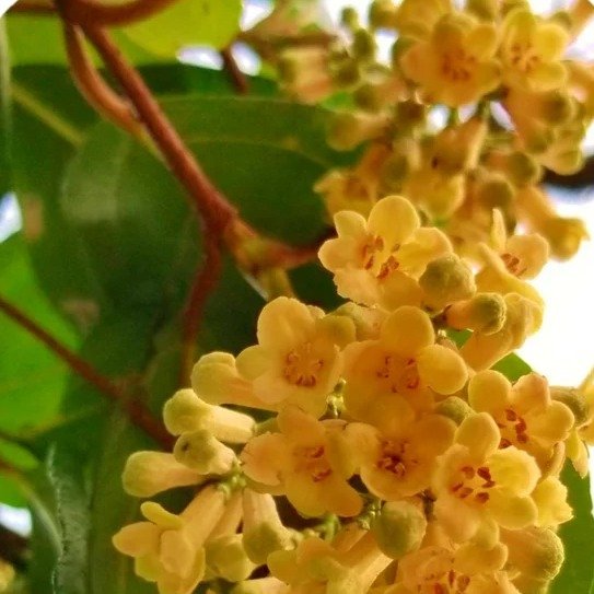Osmanthus Flower Organic TINCTURE Fragrans Sweet Tea Apricot | Etsy
