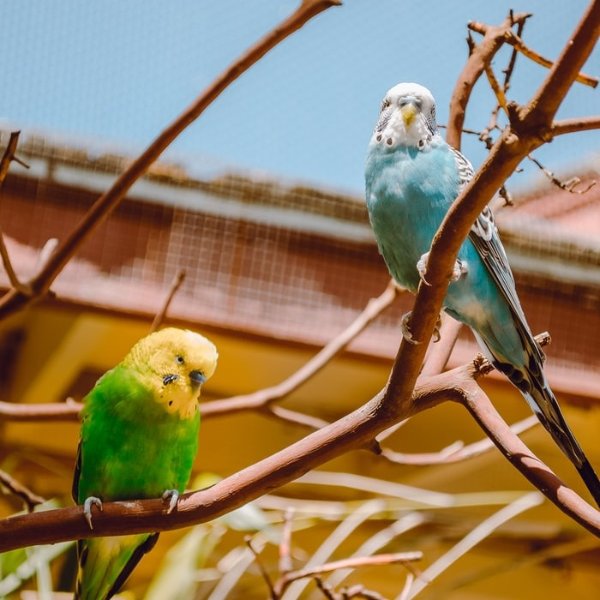 Fancy Parakeet