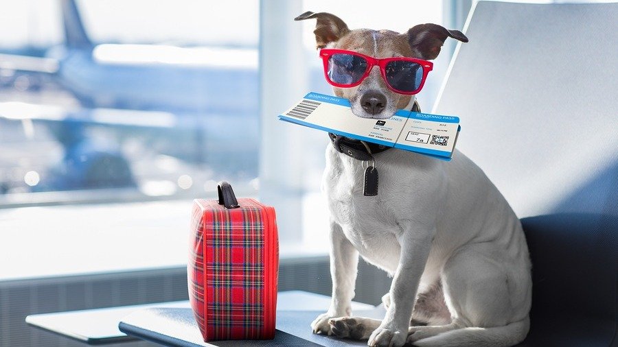 2023英国带宠物回国全攻略 - 证明文件+费用+宠物友好航空公司