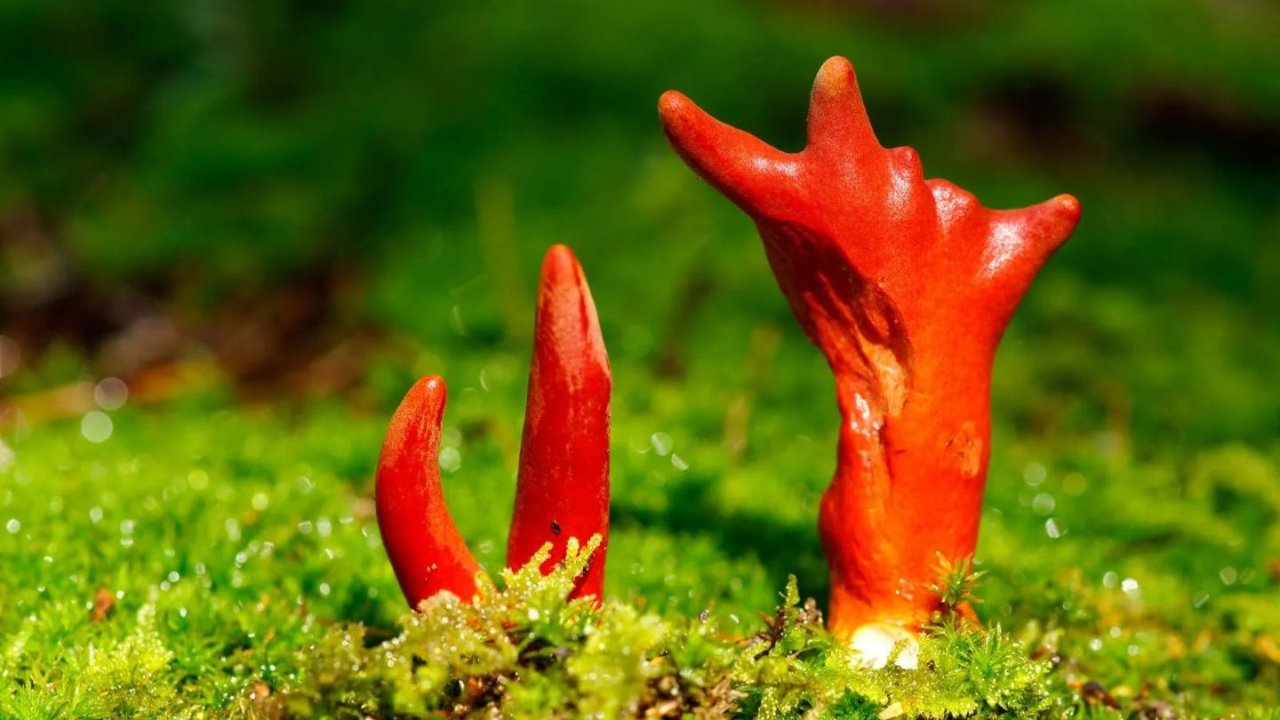 盘点世界上最毒的7种致命剧毒蘑菇！教你识别哪些野蘑菇一定不能吃！