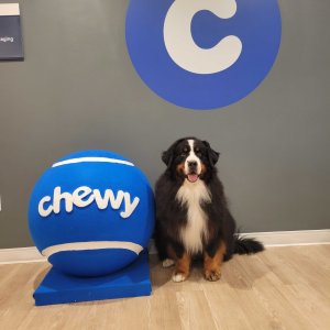 Get $30 eGift Card with $100+Chewy top pet brands sale
