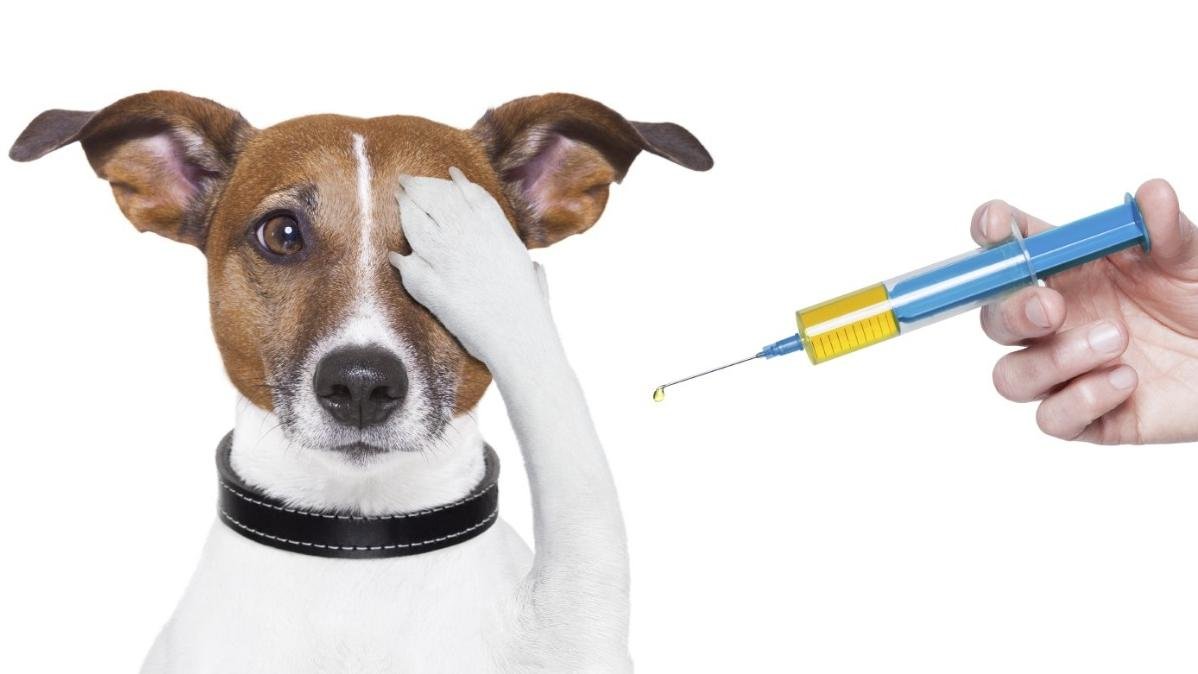 【铲屎官必备】狗狗疫苗：看这篇就够了