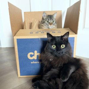 Chewy Sitewide sale New Customer ONLY