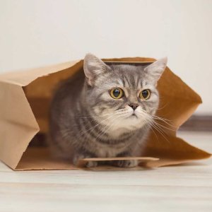 Petco Cat Litter on Sale