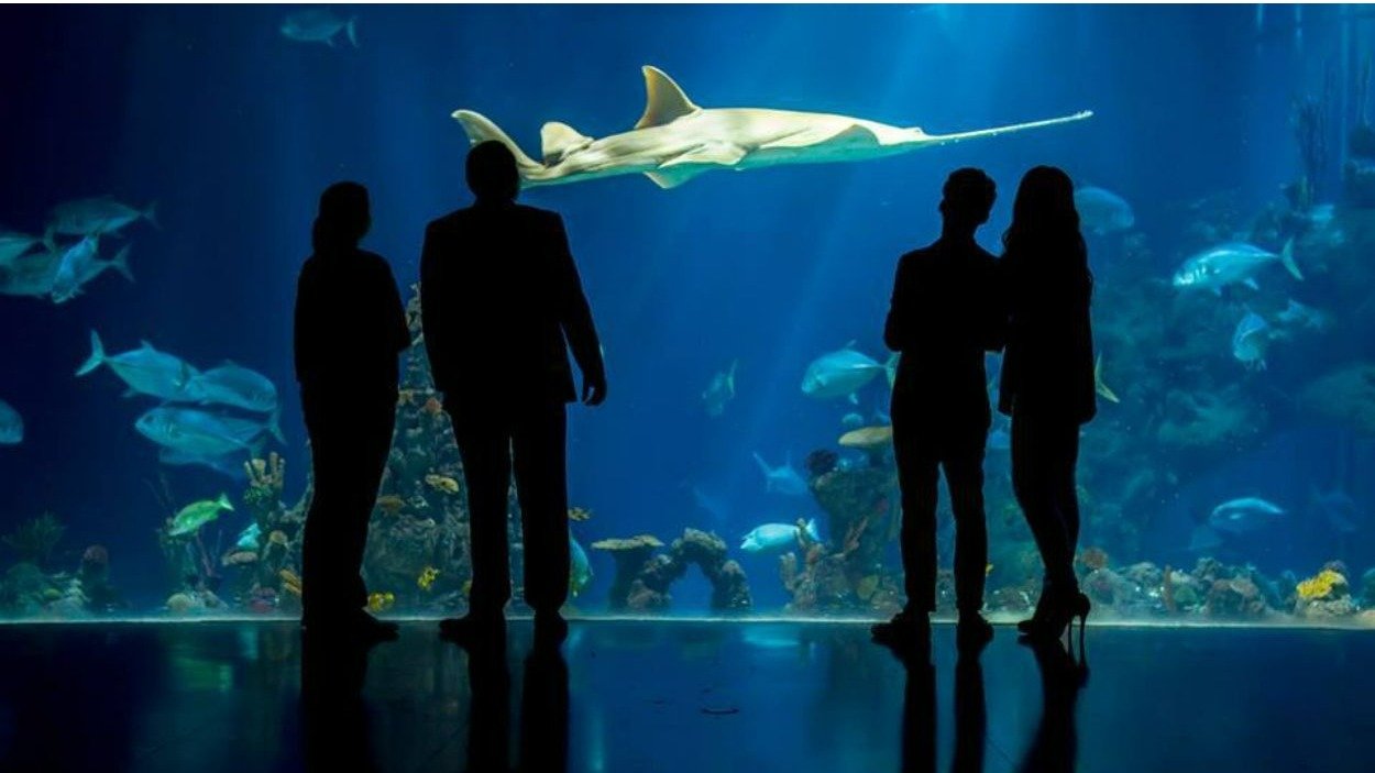 英国水族馆推荐 | UK全境10大浪漫梦幻Aquarium盘点！约会必去！