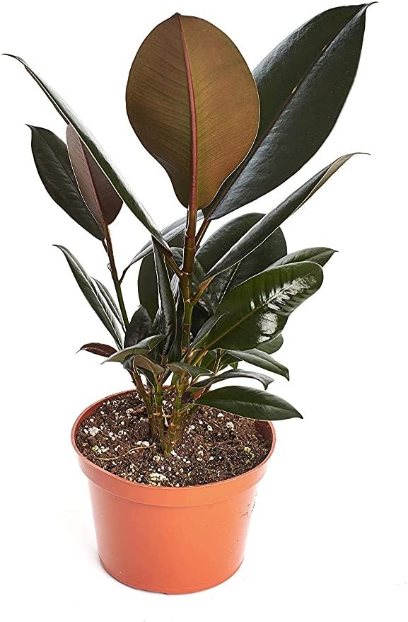 Succulents | Standing Collection | Hand Selected, Air Purifying Live Ficus Burgundy Rubber Tree Indoor House Plant in 6" Grow Pot, Single,