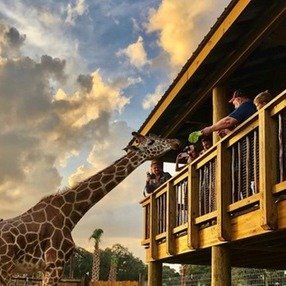 Drive-Thru Safari Park Entry w/ BBQ Lunch & Digital Images at Wild Florida (Up to 31% Off). 4 Options Available.
