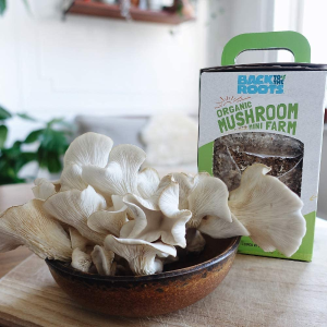 Back to the Roots Organic Oyster Mushroom Growing Kit