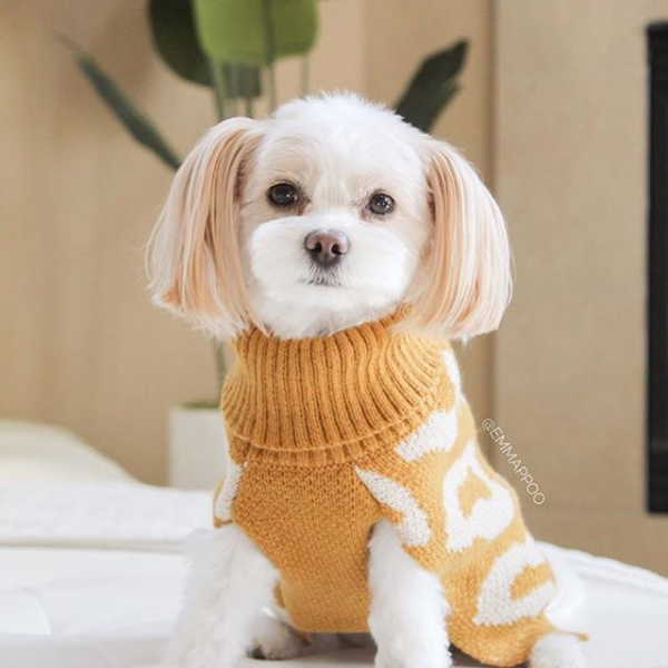 狗狗时尚高领毛衣