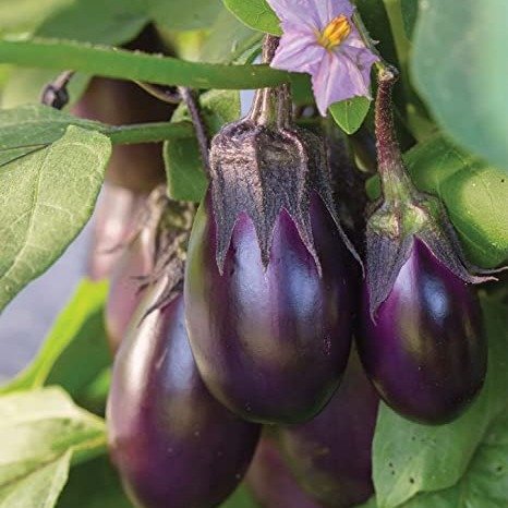Patio Baby Eggplant Seeds 30 seeds