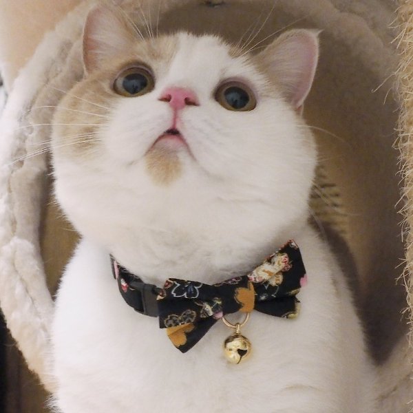 Japanese Kimono Style Bow Tie Cat Collar, Red - Chewy.com