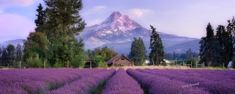 Lavender Valley Oregon