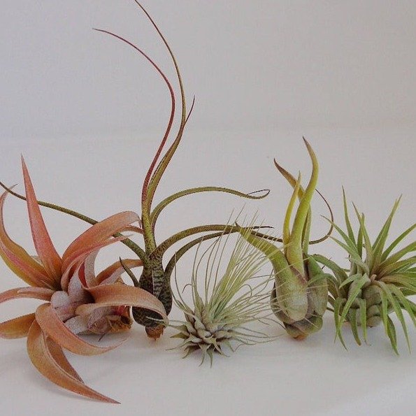 5 Pack Assorted Tillandsia Air Plants Free Shipping | Etsy