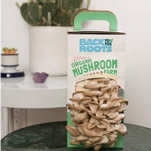 Back To The Roots Organic Mushroom Growing Kit, Harvest Gourmet Oyster Mushrooms In 10 days