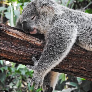 Dallas to Sydney Australia roundtrip airfare deal@ Skyscanner