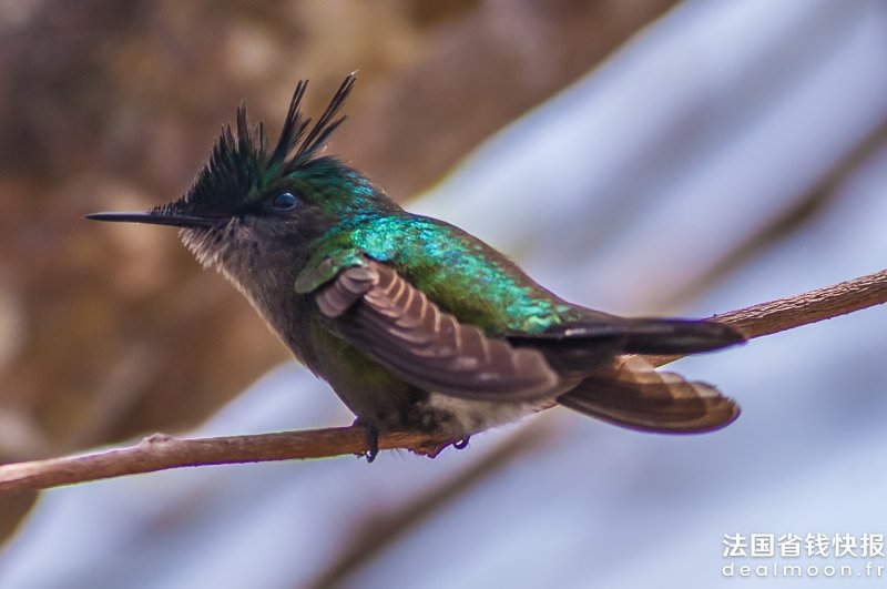 Orthorhyncus_cristatus_male_guadeloupe_crop_2010-04-05_2