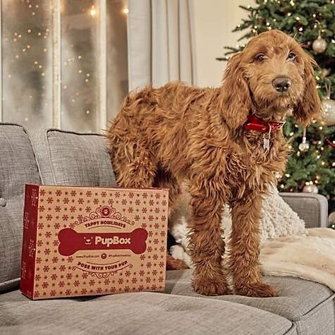 Holiday Puppy & Dog Subscription Boxes | PupBox at Petco