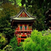 日本茶园 | Japanese Tea Garden