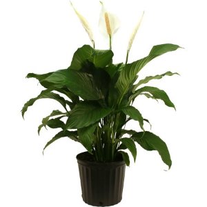 Delray Plants Spathiphyllum 白鹤芋 25厘米高