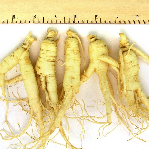 Cultivated Fresh - Extra Large 8 oz (9-11 roots)