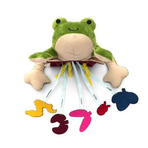 青蛙构造学习，适合年龄 5+